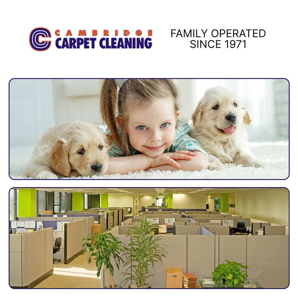 Cambridge Carpet Cleaning