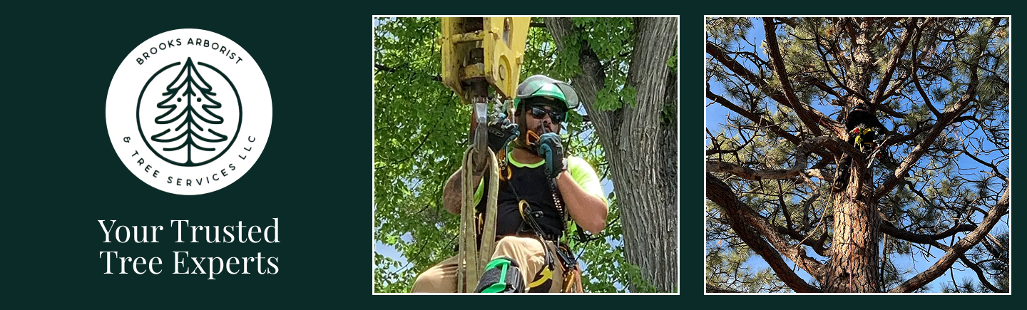 Brooks Arborist & Tree Services