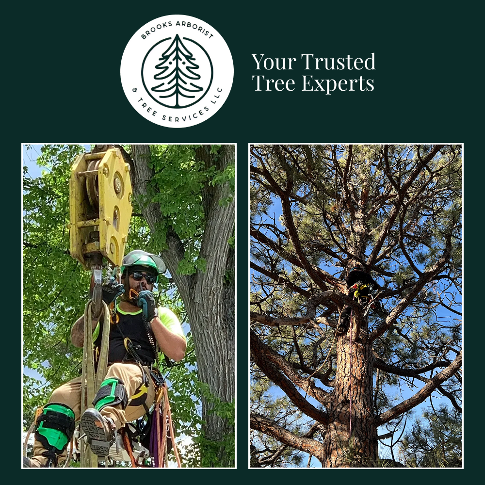 Brooks Arborist & Tree Services